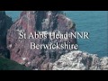 St Abbs Head, Berwickshire mp4