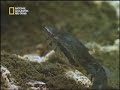 "عنكبوت ضخم يلتهم أفعى" - عجمي نت AjamiTv