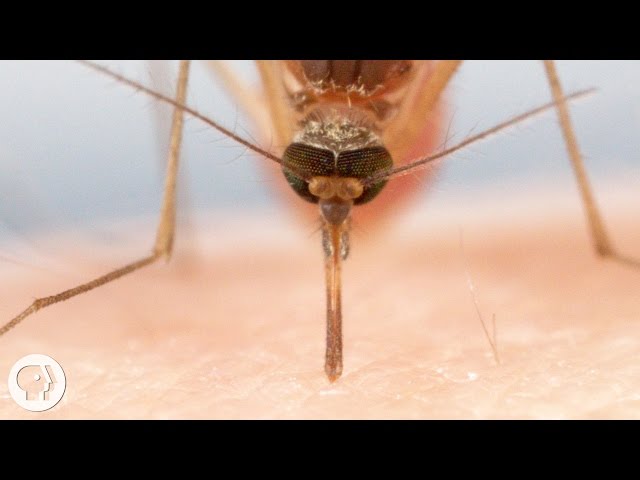 How Mosquitoes Suck Your Blood Is Beyond Disturbing - Video