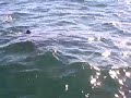 Giant Great White Shark Myrtle Beach South Carolina images Giant Great White Shark Myrtle Beach South Carolina