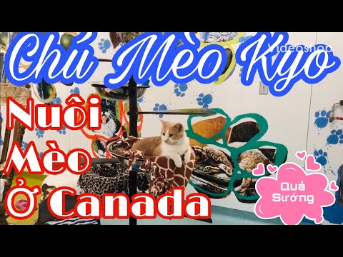 NUÔI MÈO Ở CANADA 🇨🇦🐈🐈🐈🇨🇦 CAT 🐱 🐱🐱