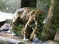 animali in accoppiamento animals in the coupling