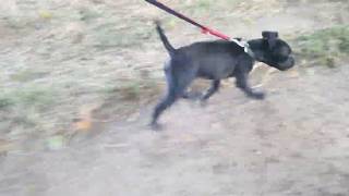 Running Patterdale Terrier Pup Impressions Dog Cute 20190918 185040