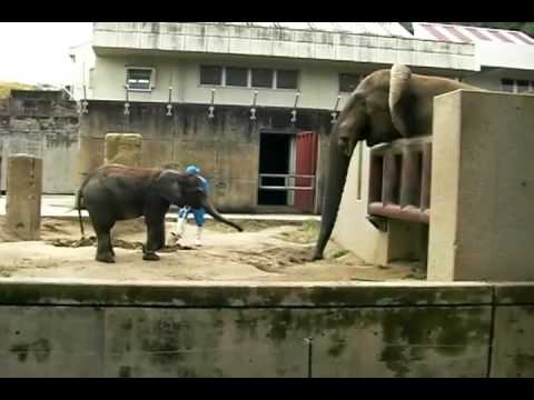 媛ちゃん2歳、アフリカゾウPart1／Hime1 :2 years old african elephant