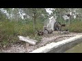 Pov Lostman S River Ride At Zoo Miami Pov Lostman S River Ride At Zoo Miami