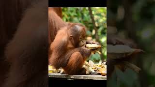 Young Orangutan At Feeding Platform.
