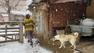 En Soğuk Dağ Köyünde Yaşam. Türkiye'de Kışın Köy Hayatı.