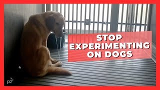 Dogs Don't Belong in a Texas A&M Laboratory