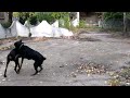 Rottweiler Vs Doberman images Rottweiler Vs Doberman