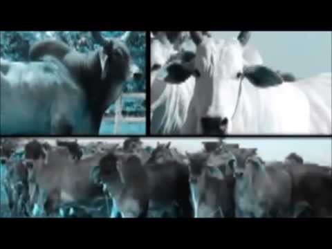 MumBai Mafia - Indian Dubstep mix 14