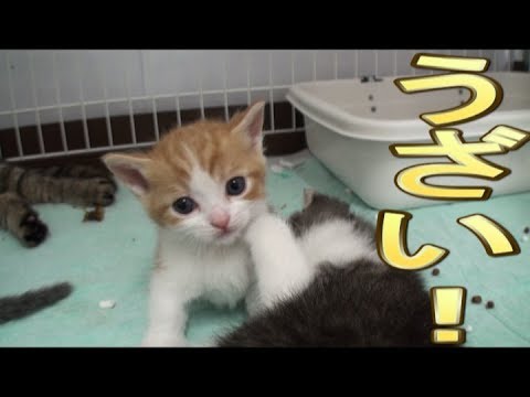 【猫好き】うざい!(スコティッシュフォールド)《funny cats》