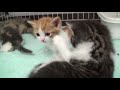 【猫好き】うざい!(スコティッシュフォールド)《funny cats》