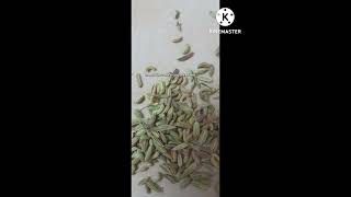 Aniseed Benefits