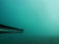 rollei