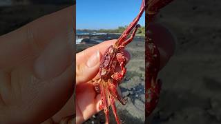 Crushing Crab Exoskeletons