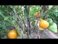 Tomato Profile: The 'Russian Oxheart 117' Heirloom Tomato