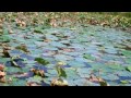 Big Topwater Frog Blowups in HD (Hat Cam Bass)