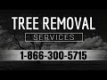 Tree Removal Fort Mill SC | Best Local Tree Removal Services