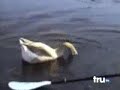 Сборник приколов отборные приколы скачать 