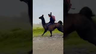A Child Goes To School Riding A Llama In Ecuador