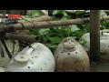 Tin Tức 24h: Độc đáo mô hình nuôi lươn trong can nhựa ở Hậu Giang