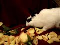 Roses for Ellie Bunny & Baby Sophie Cat