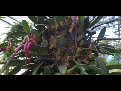 lan lọng chuột - Bulbophyllum putidum - orchid channel