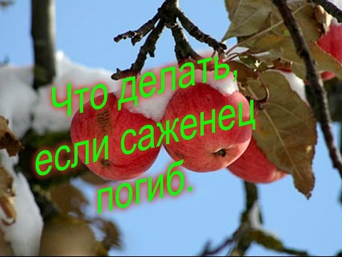 Спасти саженец - Дачный Форум