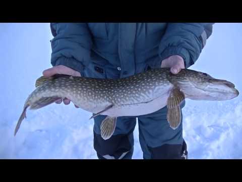 щука в сибири видео щука в сибири видео