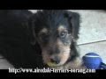 airedale terrier - tail - Article Index airedale terrier - tail - Article Index