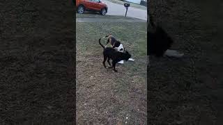 Eli Breed Pit Bull 5 Months