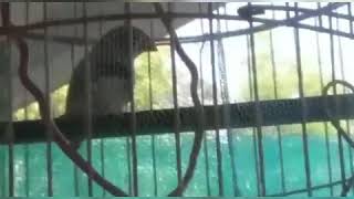 New Video Uploaded Mallu King