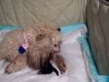 Toy Poodle Giving Birth