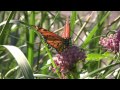 COLORFUL MONARCH meets JOE PYE
