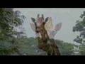 camelopardalis - mythology camelopardalis - mythology