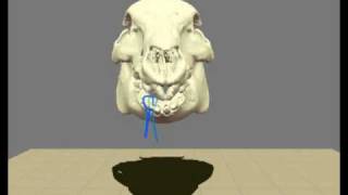 Xromm Minipig Chew Loops