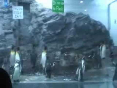 旭山動物園"夜の動物園" 　ペンギン