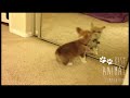 ULTIMATE CORGI COMPILATION 2013 (cute and funny!)