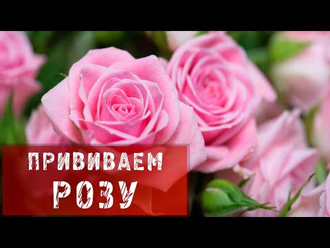 «Соберем урожай» - хоровод -игра Секреты посадки плодовых и ягодных растений Сад Дача. - АиФ