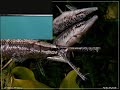 Endangered Species Adv Biology Project part 2