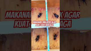 Makanan Jangkrik Full St