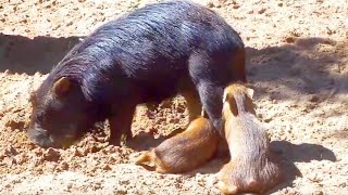 Chaco Pekaris Schweine Pigs Relaxed Funny Animals
