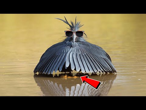 5 อันดับ สัตว์ที่มีวิธีการล่าเหยื่อแบบแปลกๆ (Animals That Use Bizarre Methods To Their Prey)