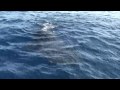 Snorkel with Whaleshark in Cancun (ジンベイザメシュノーケル カンクン)