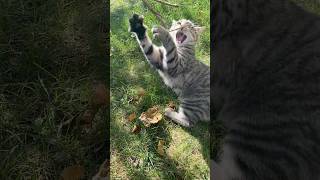 Musclé, Lénergie Sur Pattes