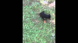 Jagd And Bird Dog Cross Pups 5 Weeks