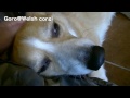 Champ of coffee shop grew up. morphing / ????????????????? ????·??? puppy