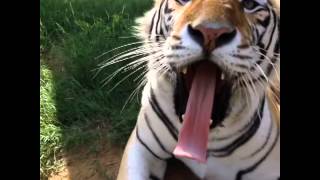 Luca Tiger Vines