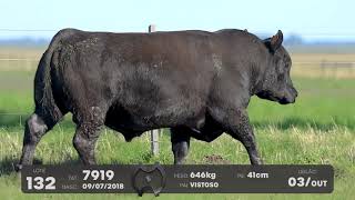 LOTE 132 - TOUROS ANGUS - LEILÃO SÃO BIBIANO 2021