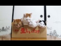 Box and cat　2015#1 箱と4匹の猫